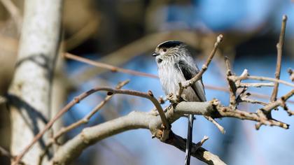 Uzunkuyruklu baştankara