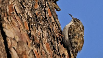 Orman tırmaşıkkuşu