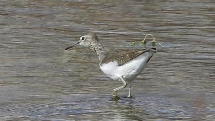 Green Sandpiper