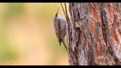 Bahçe tırmaşıkkuşu