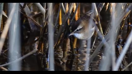 Bıyıklı kamışçın