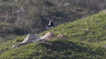 Aksırtlı kuyrukkakan