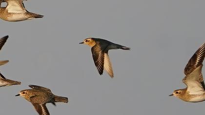 Küçük altın yağmurcun