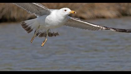 Van gölü martısı
