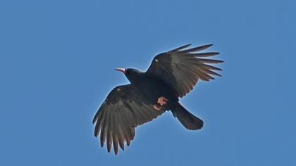 Kırmızıgagalı dağ kargası