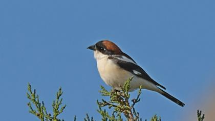 Kızılbaşlı örümcekkuşu