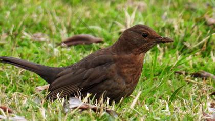 Common Blackbird