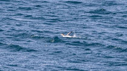 Karagerdanlı dalgıç