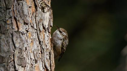 Bahçe tırmaşıkkuşu