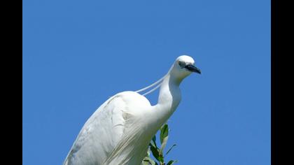 Küçük ak balıkçıl