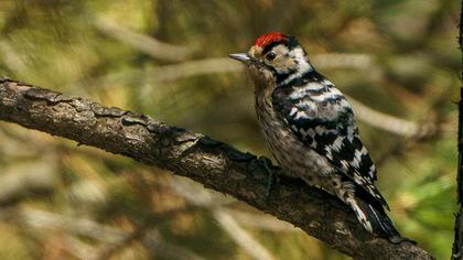 Küçük ağaçkakan