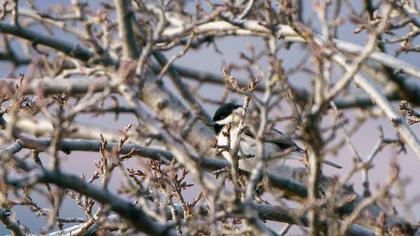 Akyanaklı baştankara