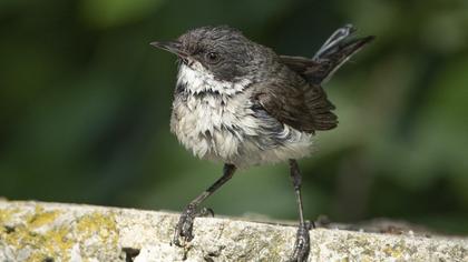 Küçük akgerdanlı ötleğen