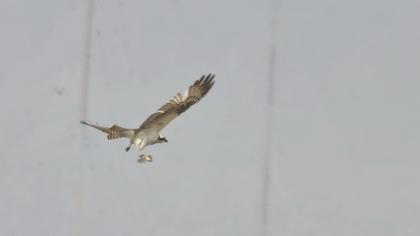 Balık kartalı