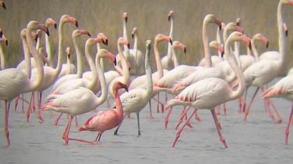 Küçük flamingo