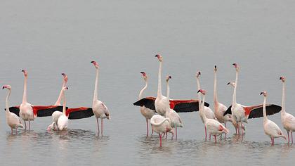 Flamingo