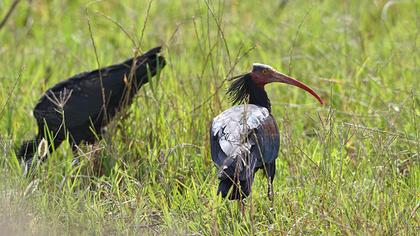 Kelaynak