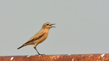 Boz kuyrukkakan