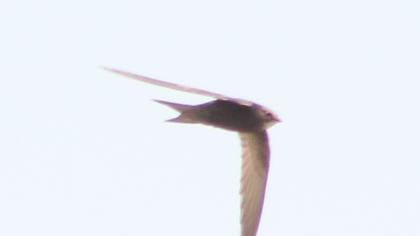 Ebabil