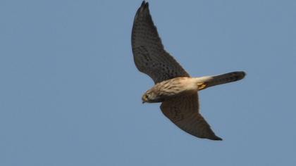 Kerkenez