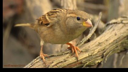 Serçe