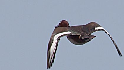 Pasbaş patka