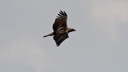 Şah kartal