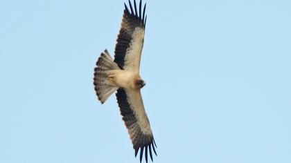 Küçük kartal