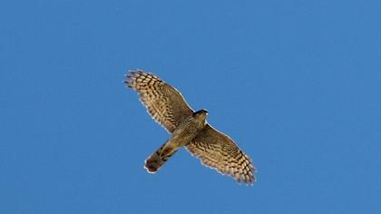 Atmaca