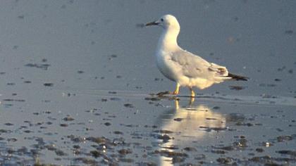İncegagalı martı