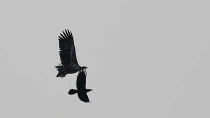 Akkuyruklu kartal