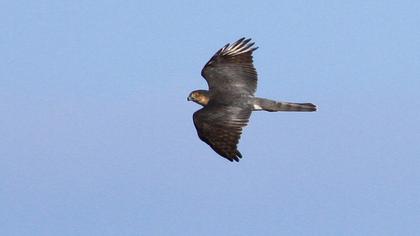 Atmaca