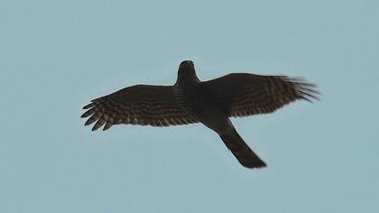 Atmaca