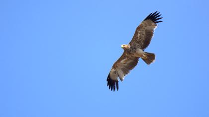 Şah kartal