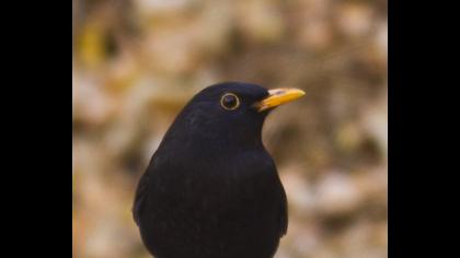 Karatavuk