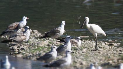 Kaşıkçı