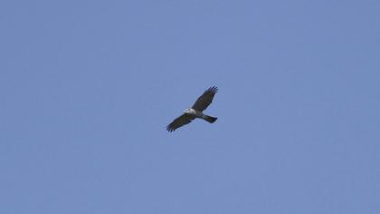Atmaca