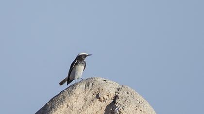 Keşiş kuyrukkakanı