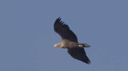 Akkuyruklu kartal