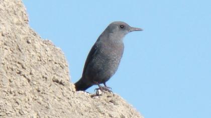 Gökardıç