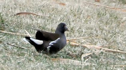 Sutavuğu