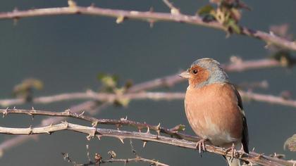 İspinoz