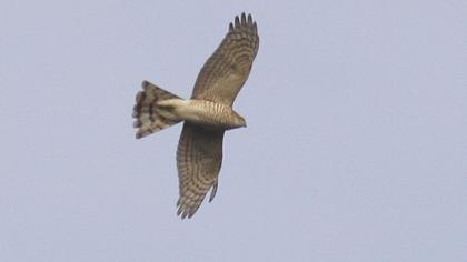 Atmaca