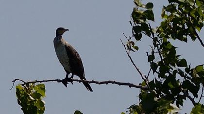 Karabatak