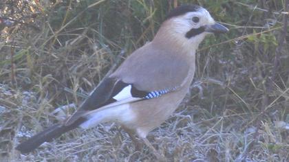 Alakarga