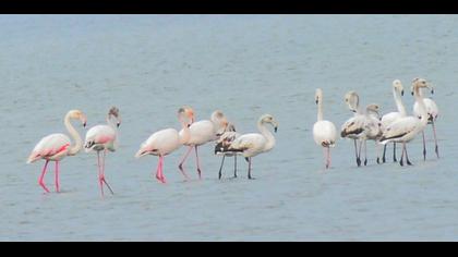 Flamingo