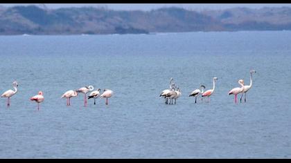 Flamingo