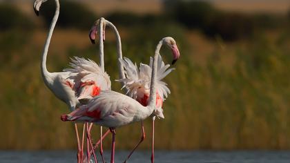 Flamingo