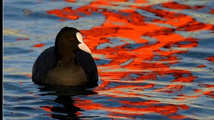 Sakarmeke