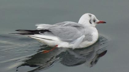 Karabaş martı